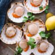 Scallops