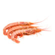 Argentine Red Shrimp whole