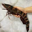 King Tiger Prawn XXL