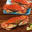 Dungeness Crab