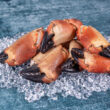 Edible Crab (Cancer Pagurus)